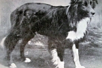 Border collie