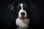 Border collie: fajtaleírás