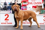 Dogue de bordeaux: a fajta jellemzői