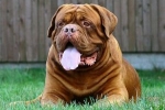 Dogue de bordeaux. Fajta jellemzői és tartási előírások