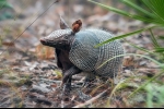 Armadillók (lat. Cingulata)