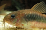 Bronz folyosó (corydoras aeneus)