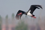 Fekete gólya (ciconia nigra)