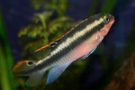 Papagájok sügér (pelvicachromis pulcher)