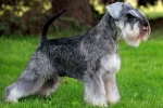 Miniatűr schnauzer, vagy törpeschnauzer