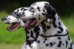 Dalmata: fajtaleírás