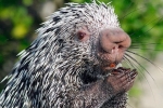 Porcupines (lat. Hystrix)