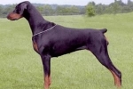 Doberman pinscher