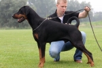 Doberman pinscher vágatlan fülekkel: előnyei és hátrányai