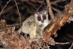 Pet galago - leírás, jellemzők, gondozás és karbantartás