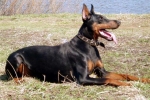 Doberman edzés: az edzés árnyalatai