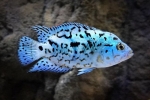 Elektromos blue jack dempsey