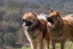 Eurasier: fajta leírása, tanácsok a kiválasztásához és gondozásához