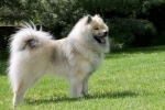 Eurasier