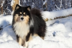 Finn lapphund