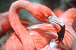 Flamingó