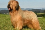 Francia briard