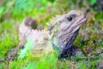 Tuatara vagy tuatara