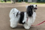 Havanna lapdog vagy havanese