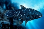 Ahol a coelacanth lakik - egy ősi keresztúszójú hal