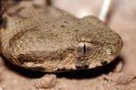 Gyurza vagy levantei vipera