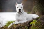 Dogo argentino: a fajta jellemzői