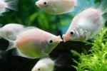 Gourami csókolózás