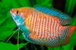 Gourami (gourami vagy trishogaster)