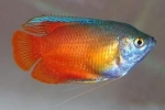 Gourami méz