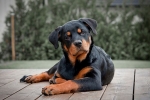 Bátor védő és hűséges barát – minden a rottweilerről szól