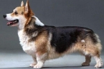 A walesi corgi kutya származási története és fajtastandardja