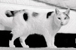 Japán bobtail