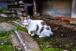 Japán bobtail