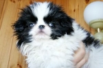 Japanese chin: leírás, fajtaszabvány, karakter és gondozás