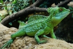 Vízen futó gyík - baziliszkusz sisak (basiliscus plumifrons)