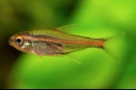 Erythrozonus vagy tetra szentjánosbogár (hemigrammus erythrozonus)