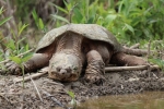 Pattanó teknős (chelydra serpentina)