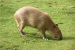 Capybara otthon: érdekes tények, milyen állat