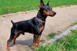 Miniatűr pinscher (miniatűr pinscher)