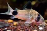 Folyosó panda (corydoras panda)