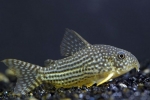 Corydoras sterbai