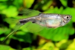 Corinopoma - tetra sárkány