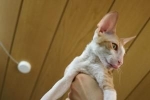 Cornish rex: fajtaleírás, gondozás és karbantartás