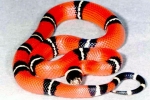 Királykígyó (lampropeltis)